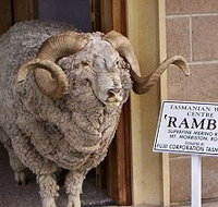 Tasmanian Wool Centre - Accommodation BNB