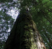 Styx Big Tree Reserve - Accommodation BNB