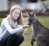 Bonorong Wildlife Sanctuary - Accommodation BNB
