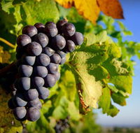 Panorama Vineyard - Accommodation BNB