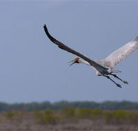 Gayngaru Wetlands Interpretive Walk - Accommodation BNB