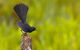 Holmes Jungle Nature Park - thumb 0