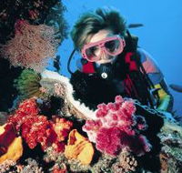 Cook Island Dive Site - Accommodation BNB