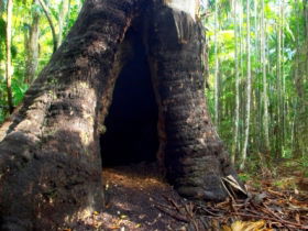 Tewantin National Park - Accommodation BNB 0