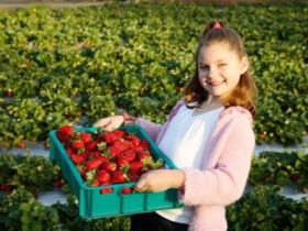Strawberry Fields - Accommodation BNB 0