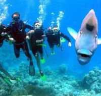 Jew Shoal Dive Site - Accommodation BNB