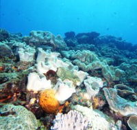 Mudjimba Old Woman Island Dive Site - Accommodation BNB