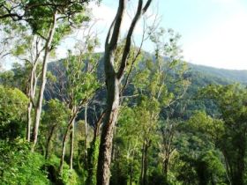 Smiths Track, Barron Gorge National Park - Accommodation BNB 0