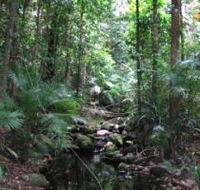 Mossman Gorge Rainforest Circuit Track Daintree National Park - Accommodation BNB