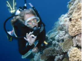 Moore Reef Dive Site - Accommodation BNB 0