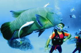 Cod Hole Dive Site - Accommodation BNB 0