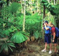 Mount Sorrow Ridge Trail Daintree National Park - Accommodation BNB