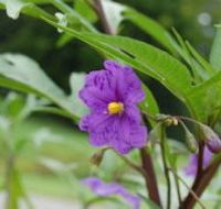 Alpha Native Flower Garden - Accommodation BNB