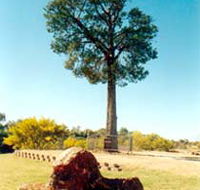 Robbers Tree - Accommodation BNB