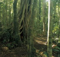 Mount Bithongabel - Accommodation BNB