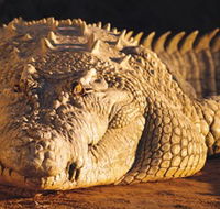Koorana Crocodile Farm - Accommodation BNB