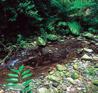 Wompoo Walk - Accommodation BNB