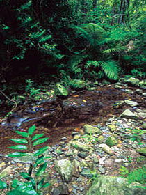 Wompoo Walk - Accommodation BNB 0