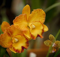 Queens Park - Orchid House - Accommodation BNB