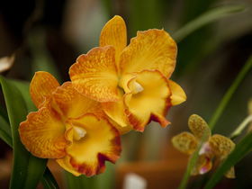 Queens Park - Orchid House - Accommodation BNB 0