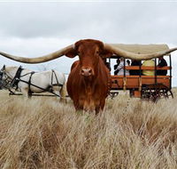 Texas Longhorn Wagon Tours and Safaris - Accommodation BNB