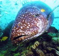 Lady Musgrave Island Dive Sites - Accommodation BNB