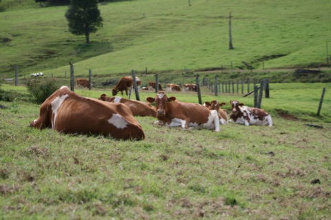 Maleny Dairies - Accommodation BNB 4