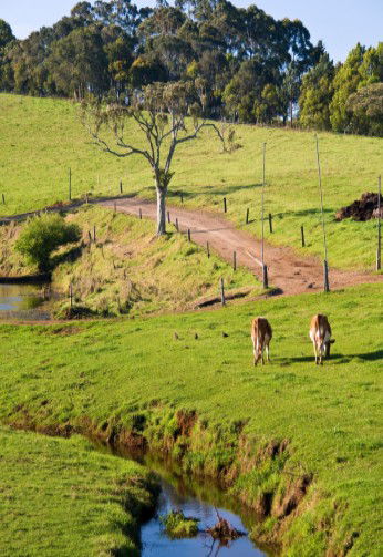 Maleny Dairies - Accommodation BNB 6