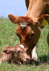Maleny Dairies - Accommodation BNB 7