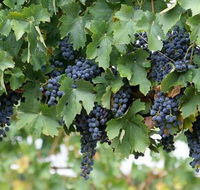 South Burnett Wine Trail - Accommodation BNB
