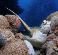 Light House Bommie Dive Site - Accommodation BNB