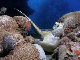 Light House Bommie Dive Site - Accommodation BNB 0