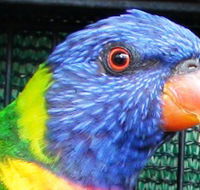Fraser Coast Wildlife Sanctuary - Accommodation BNB