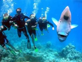 Henderson's Rock Dive Site - Accommodation BNB 0