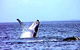Whale Watching - thumb 0