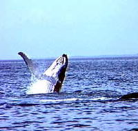 Whale Watching - Accommodation BNB