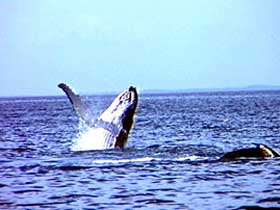 Whale Watching - Accommodation BNB 0