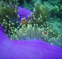 The Lady Bowen Dive Site - Accommodation BNB