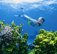 Wheeler Reef Dive Site - Accommodation BNB