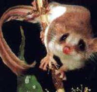 Carrowong Fauna Sanctuary - Accommodation BNB