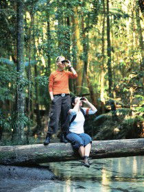 Birdwatching On The Fraser Coast - Accommodation BNB 0