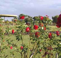 Elizabeth Park Rose Gardens - Accommodation BNB