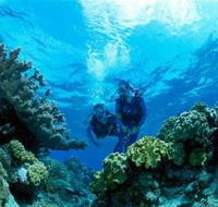 Coral Gardens Dive Site - Accommodation BNB