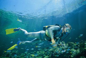 Manta Ray Bommie Dive Site - Accommodation BNB 0