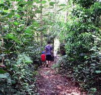 Malanda Falls Rainforest Walk Malanda Falls Conservation Park - Accommodation BNB