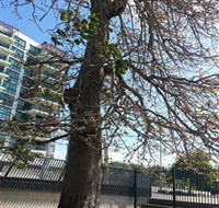 The Leichhardt Tree - Accommodation BNB