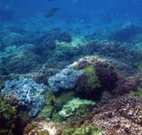 Hoffman's Rocks Dive Site - Accommodation BNB