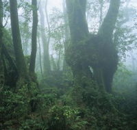 West Canungra Creek Circuit - Accommodation BNB