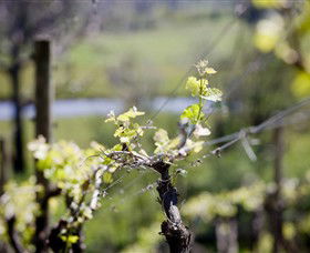 Elan Vineyard And Winery - Accommodation BNB 0