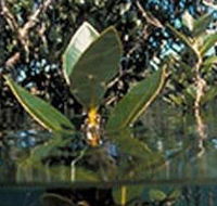 Jawbone Marine Sanctuary - Accommodation BNB